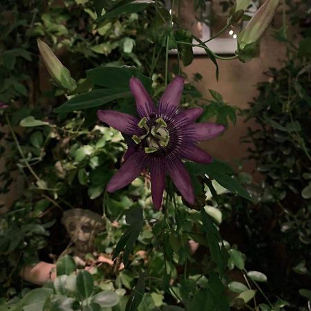 Little Vine Bed and Breakfast Sant Pere De Ribes Εξωτερικό φωτογραφία