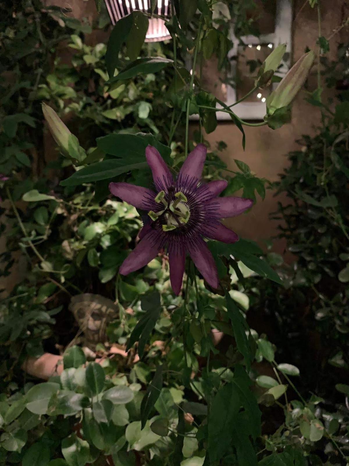 Little Vine Bed and Breakfast Sant Pere De Ribes Εξωτερικό φωτογραφία