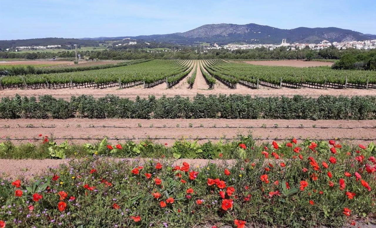Little Vine Bed and Breakfast Sant Pere De Ribes Εξωτερικό φωτογραφία